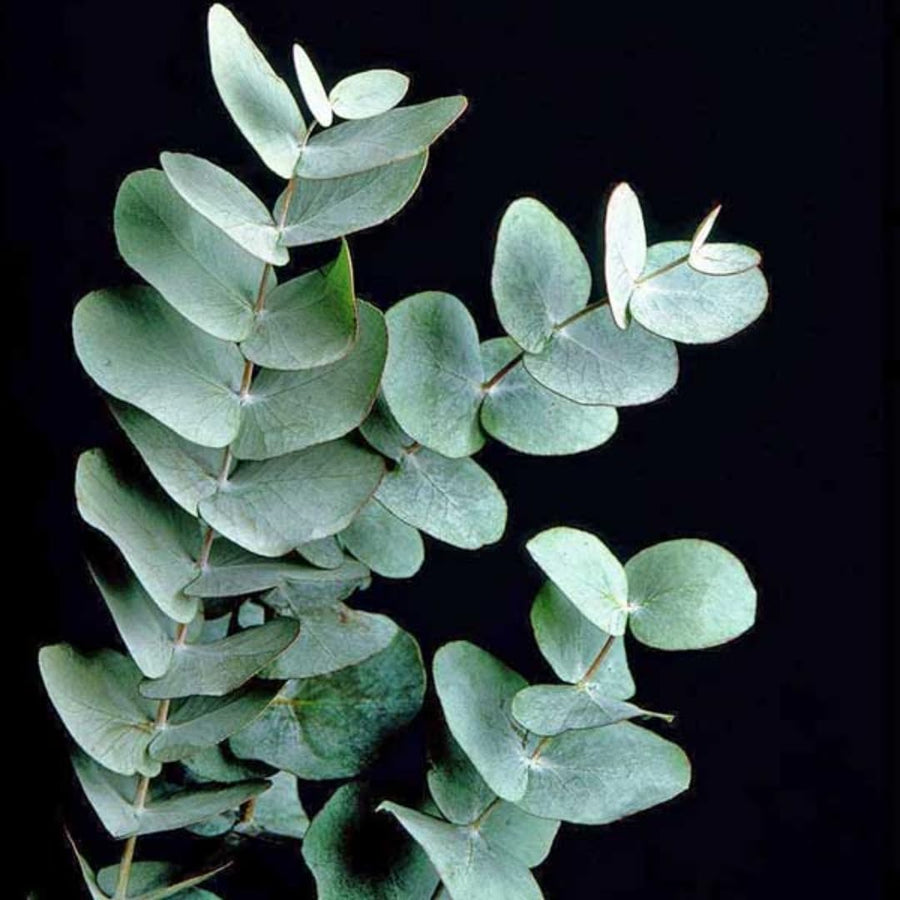 Baby Blue Eucalyptus Plant Live Indoor Outdoor- 5 to 9 Inc Tall No Pot, Fragrant Leaf, Hardy in Winter