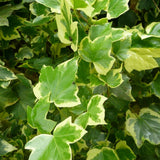 English Ivy Plant Live 4'' Pot, Fast-Growing Trailing Houseplant, Hardy English Ivy Groundcover, Indoor Outdoor Growing (Variegated Ivy)