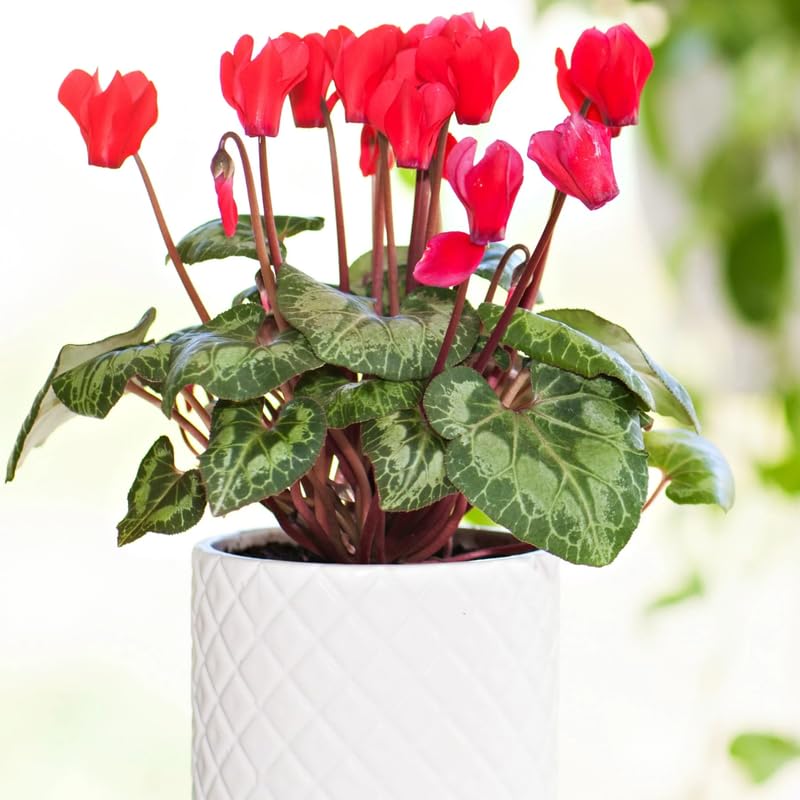 Red Cyclamen Plant Live, Hardy Cyclamen Flowers, In 4 Inc Pot, Indoor Cyclamen Houseplant with Blooming Potted Flowers