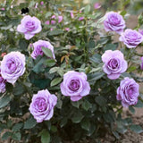 Mini Rose Bush, Miniature Rose Flowers in 3'' Pot, Compact Flowering Rose for Indoor Outdoor Gardens and Containers