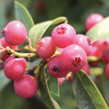 Live Pink Lemonade Blueberry Plant, Blueberry Bush Shrub, Sweet Blueberry, 4 Inch Pot for Growing