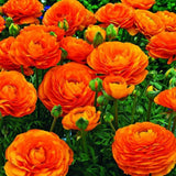 Ranunculus Bulbs, 25 Ranunculus Bulbs, French Peony Style Buttercup Corms, Spring Blooming Garden Flowers, Vibrant Flower Plant (Orange Ranunculus)