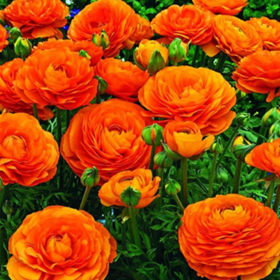 Ranunculus Bulbs, 25 Ranunculus Bulbs, French Peony Style Buttercup Corms, Spring Blooming Garden Flowers, Vibrant Flower Plant (Orange Ranunculus)