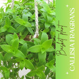 Callisia Fragrans Basket Plant Live, Long Green Leaves for Indoor Outdoor Gardening, Succulents Plant for Zones 9 to 11