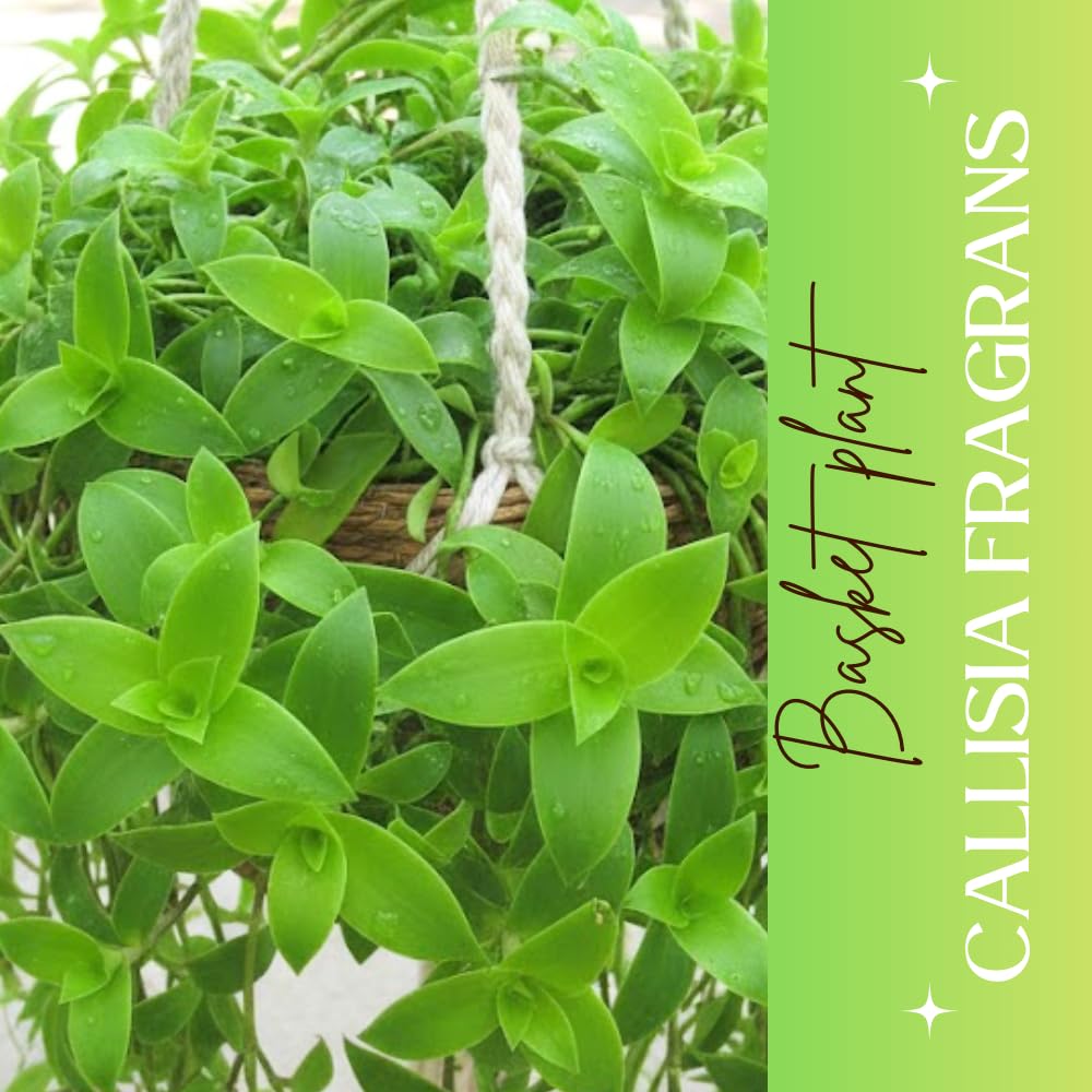 Callisia Fragrans Basket Plant Live, Long Green Leaves for Indoor Outdoor Gardening, Succulents Plant for Zones 9 to 11