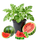 Sugar Watermelon Live Vine Plant, 5 Inches Tall in 4 Inch Pot, Watermelon Fruit Vine, Sweet Fruit Plant for Outdoor Garden