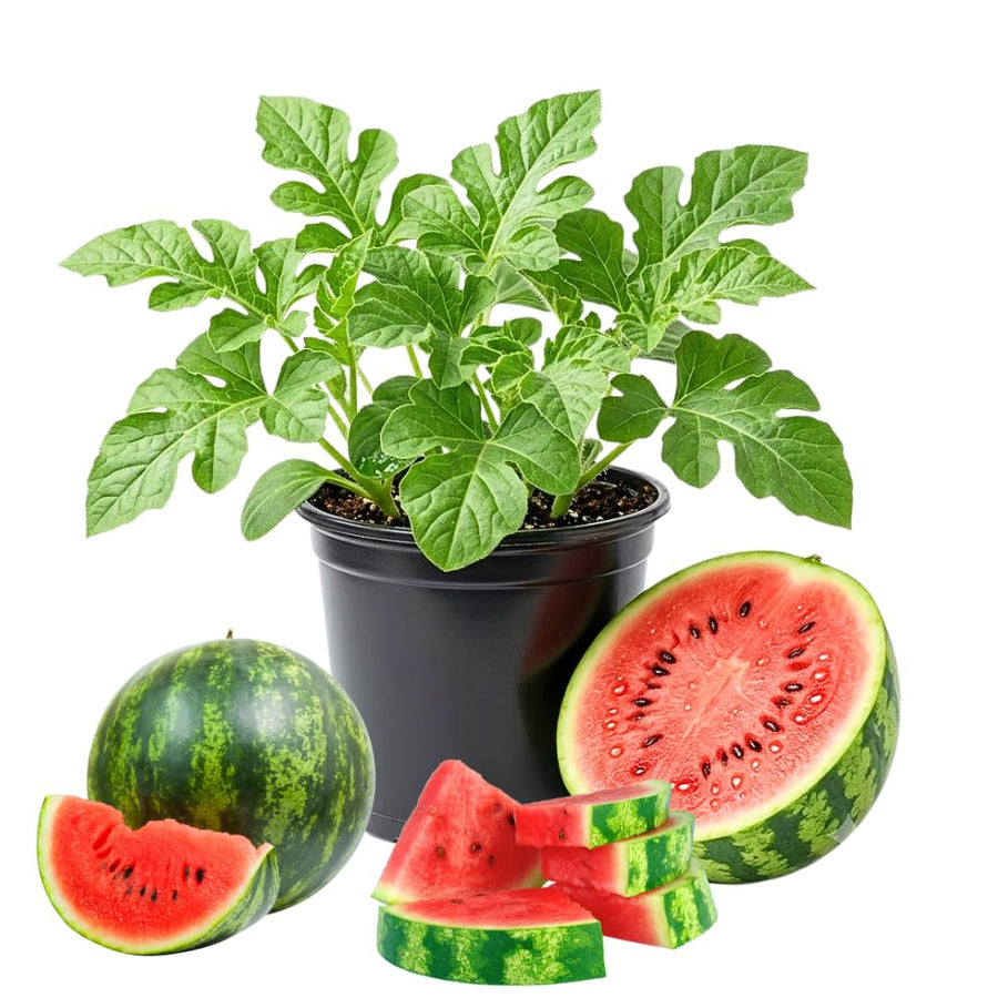 Sugar Watermelon Live Vine Plant, 5 Inches Tall in 4 Inch Pot, Watermelon Fruit Vine, Sweet Fruit Plant for Outdoor Garden