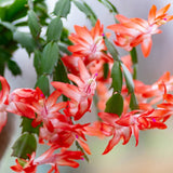 Christmas Cactus Plant Live, Holiday Cactus Live Plant, Hanging Baskets Houseplants, 4 Inc Potted (Orange)