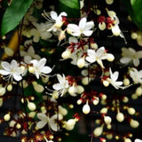 Clerodendrum Plant Live, Houseplant Well Rooted, Fragrant Light Bulb Chain of Glory Flowers Vine, 5 to 9 Inch Tall, No Pot (Clerodendrum Wallichii Smithianum)