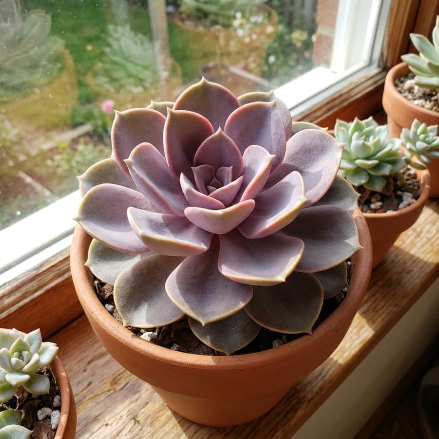 Purple Echeveria Live Plant, Echeveria Succulent Plant in 4 Inch Pot, Easy Care Succulent for Indoor Outdoor Houseplant