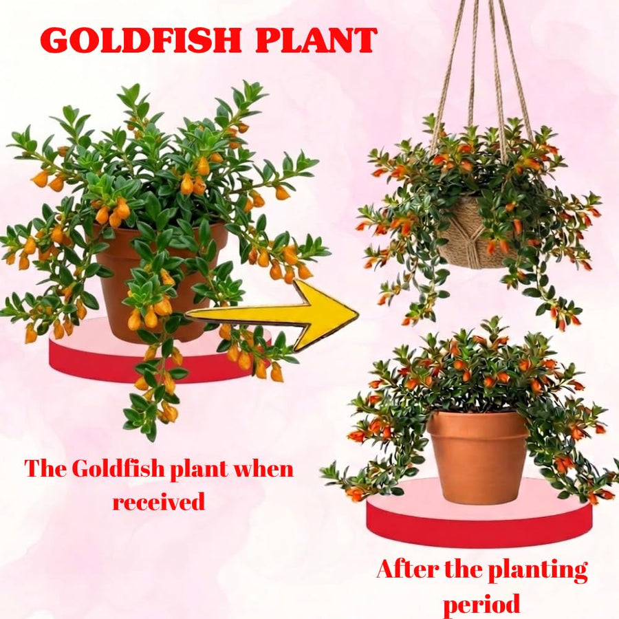 Goldfish Plant Live for Planting, Trailing Goldfish House Plant for Indoor Outdoor, Easy-Care Goldfish Live Plant, 4–7 Inches Tall, Vibrant Blooming Plant