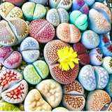 30 Live Lithops Succulent Plants, Assorted Color Living Stones, Rare Mix Succulents for Indoor and Outdoor Gardening, Bare Root