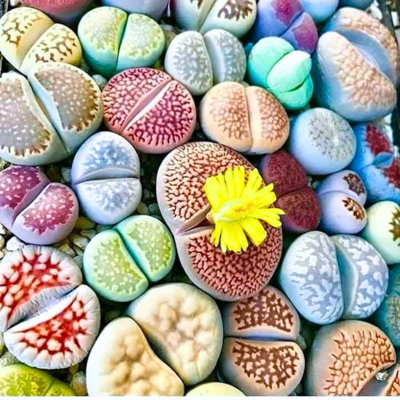 30 Live Lithops Succulent Plants, Assorted Color Living Stones, Rare Mix Succulents for Indoor and Outdoor Gardening, Bare Root