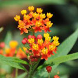 75 Red Milkweed Seeds for Planting, Milkweed Flower Seed