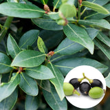 Bay Leaf Tree Live Plant, Sweet Bay Tree Laurel Trees, Laurus Nobilis, Well Rooted Plant Live, 4 to 8 Inc Tall