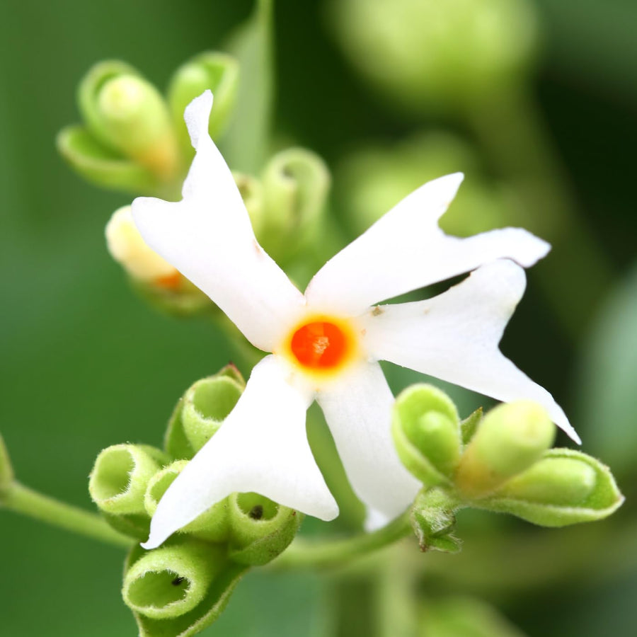 1 Year Old Parijat Tree Plant Live, Fragrant Night Flowering Jasmine Climbing Bush Tree Live Plant for Growing, Half Gallon Size, No CA