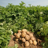 High Yielding Russet Potato Tubers, 1 Pound Potatoes Plants Bulbs for Outdoor Growing,Vegetables Heirloom Potato Seeds Live Tuber for Home Garden
