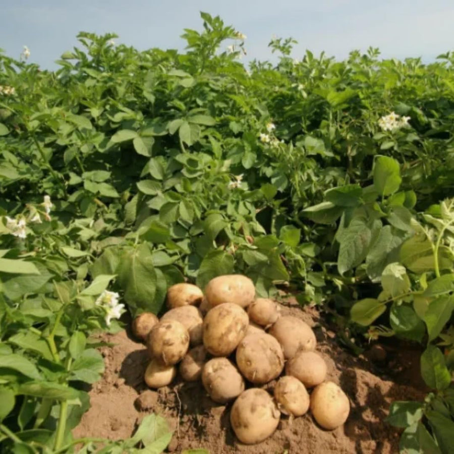 High Yielding Russet Potato Tubers, 1 Pound Potatoes Plants Bulbs for Outdoor Growing,Vegetables Heirloom Potato Seeds Live Tuber for Home Garden