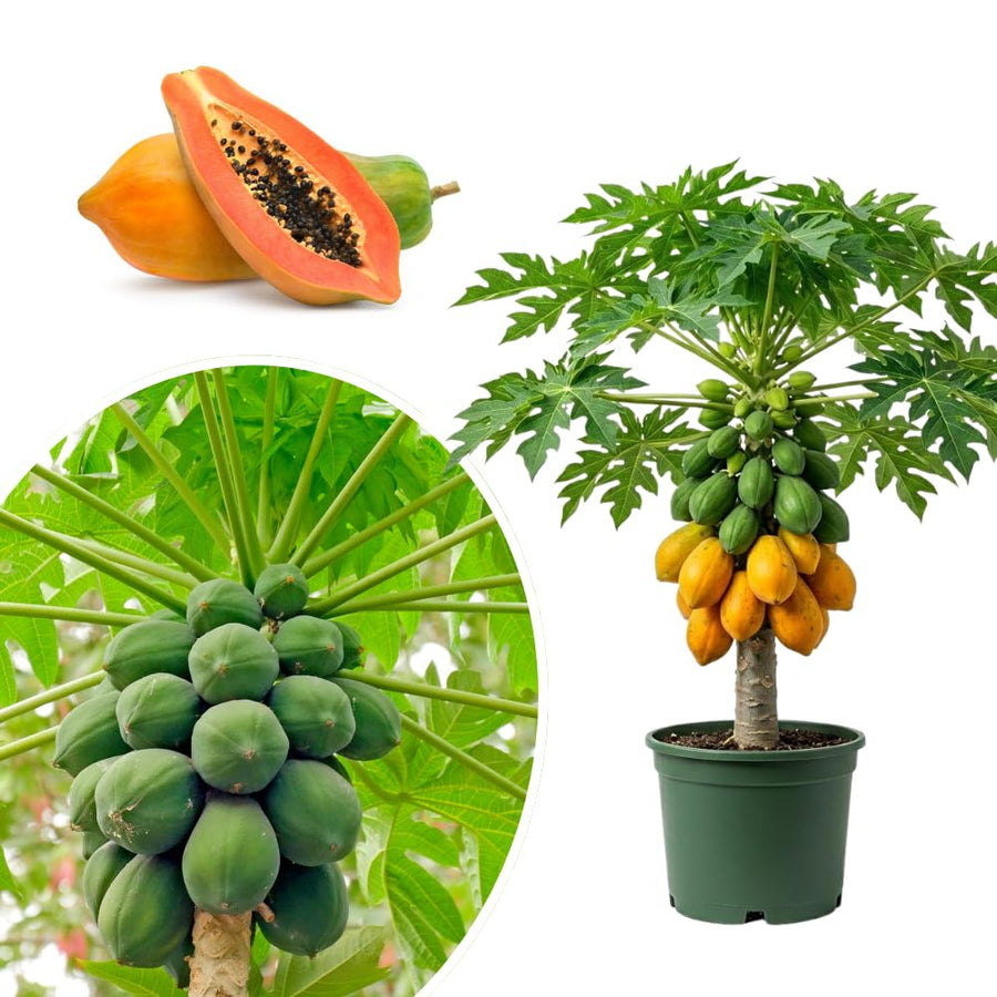 Papaya Plant Live, Papaya Seedling Live Plant, 4-8'' Tall, Well-Rooted, Sweet Fruit Tree for Outdoor Landscape