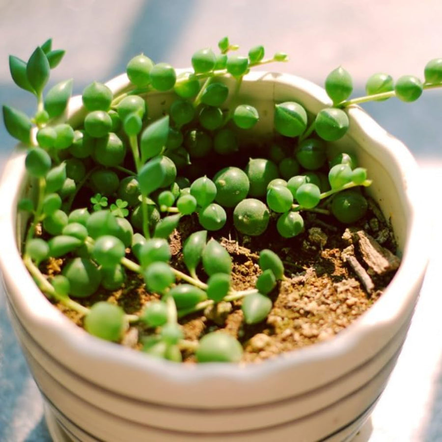 String Plant Live 4 Inch Pot, Rare Succulents Plants in Hanging Baskets, Trailing Succulent Houseplant for Home Office (String of Pearls)