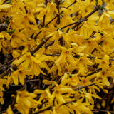 Live Gold Forsythia Plant 5-8" Tall, Forsythia Tree in 2.5 Inch Pot, Ornamental Yellow Flowering Shrub for Garden Beds, Borders, Hedges