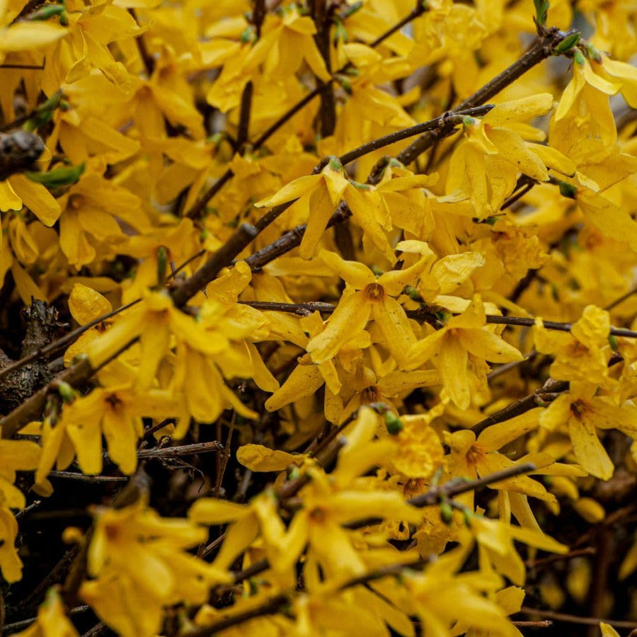 Live Gold Forsythia Plant 5-8" Tall, Forsythia Tree in 2.5 Inch Pot, Ornamental Yellow Flowering Shrub for Garden Beds, Borders, Hedges