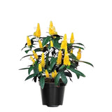 2 Shrimp Plants Live, Live Shrimp Plant for Garden, 5 to 7 Inc Tall (Yellow)