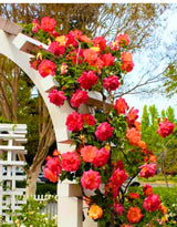 Yellow Orange Climbing Rose Live Plant, Fragrant Climber Rose for Garden, Hybrid Tea Roses Bushes, Establish Root, Cut Back