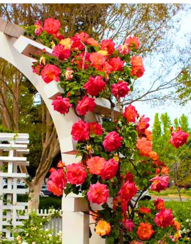 Yellow Orange Climbing Rose Live Plant, Fragrant Climber Rose for Garden, Hybrid Tea Roses Bushes, Establish Root, Cut Back