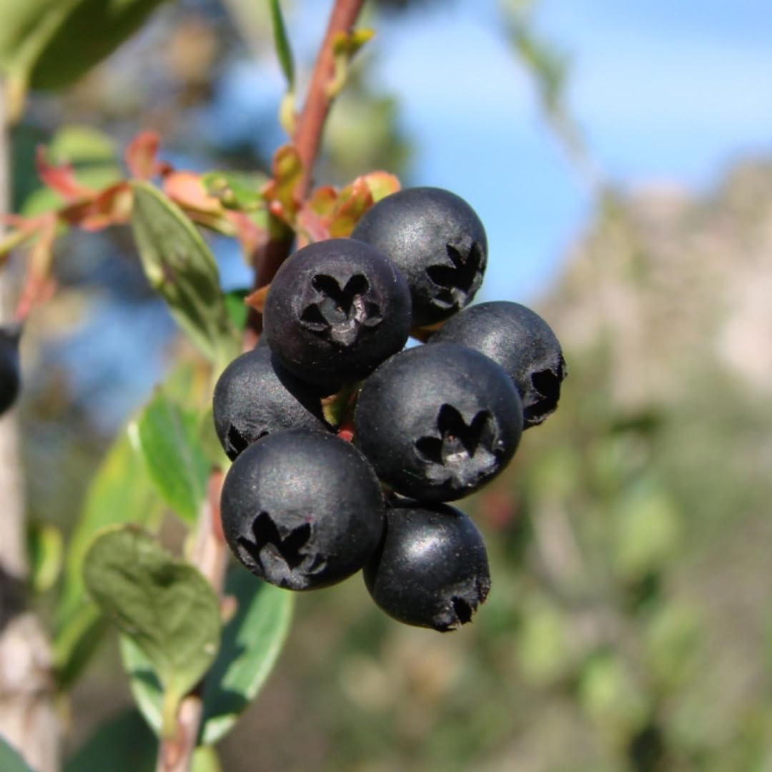 2 Medium Black Huckleberry Bushes, Sweet Huckleberries Trees Live Plants, Starter 4-6 Inc Tall in 4 Inc Pot, Well Rooted, Dormant, Blueberry Like