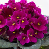 African Violets Live Plant 4-8 Inches Tall, 4 Inch Pot, African Violets Plants Live, Flowering Houseplant for Planting (Bright Magenta African Violets)