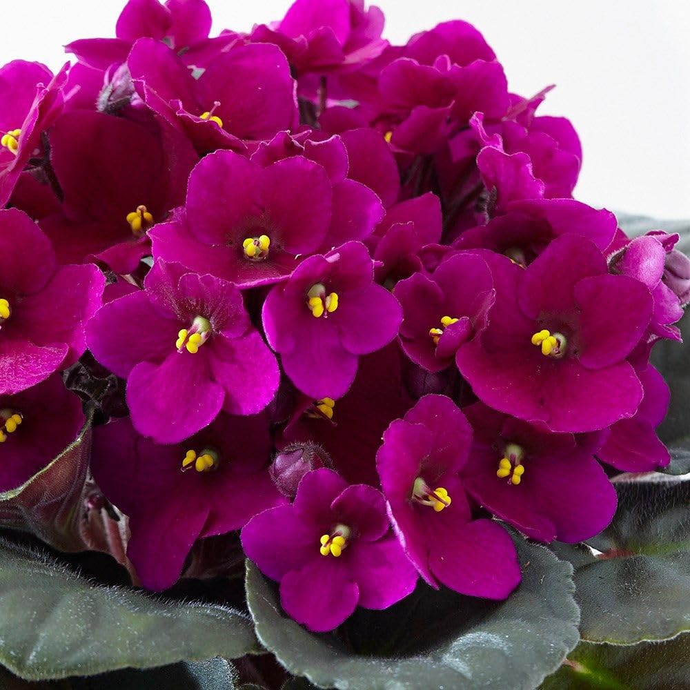 African Violets Live Plant 4-8 Inches Tall, 4 Inch Pot, African Violets Plants Live, Flowering Houseplant for Planting (Bright Magenta African Violets)
