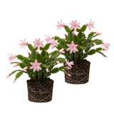 2 Christmas Cactus Plants Live, Holiday Blooming Indoor Plants Live Houseplants, Hanging Baskets Easy Care, Well-Rooted 5-8" Tall, No Pot, Bareroots, Single Stems (Purple Christmas Cactus)