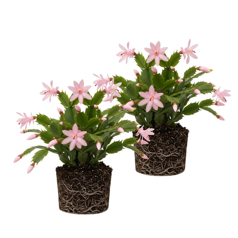 2 Christmas Cactus Plants Live, Holiday Blooming Indoor Plants Live Houseplants, Hanging Baskets Easy Care, Well-Rooted 5-8" Tall, No Pot, Bareroots, Single Stems (Purple Christmas Cactus)