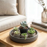 Blue Succulent Plant Live in 2'' Pot, Rare Succulent for Indoor Outdoor Planting, Easy Care Houseplant, 3-4'' Tall