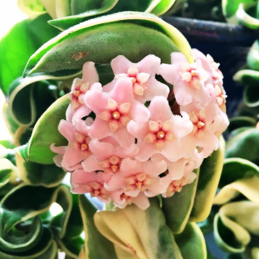 Live Hoya Hindu Rope Plant, Hoya Plant Well Rooted in 4 Inch Pot, 4-7 Inches Tall, Suited for Indoor Houseplants and Home Decor