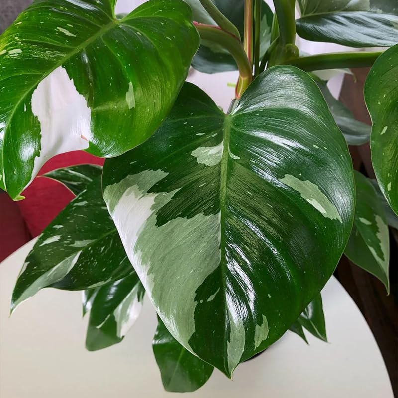 2 Rare Philodendron Live Plants Varieties Collection, Philodendrons Plants Size 5-9 Inc for Indoor Houseplant Décor, Ornamental Tropical Well-Rooted (White Green Philodendron Plants)