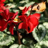 Live Red Cyclamen Plant, Cyclamen Flower Live Plant, Hardy Indoor Flowering Houseplant 5-7 Inches Tall,Ready to Grow