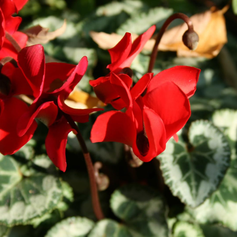 Live Red Cyclamen Plant, Cyclamen Flower Live Plant, Hardy Indoor Flowering Houseplant 5-7 Inches Tall,Ready to Grow