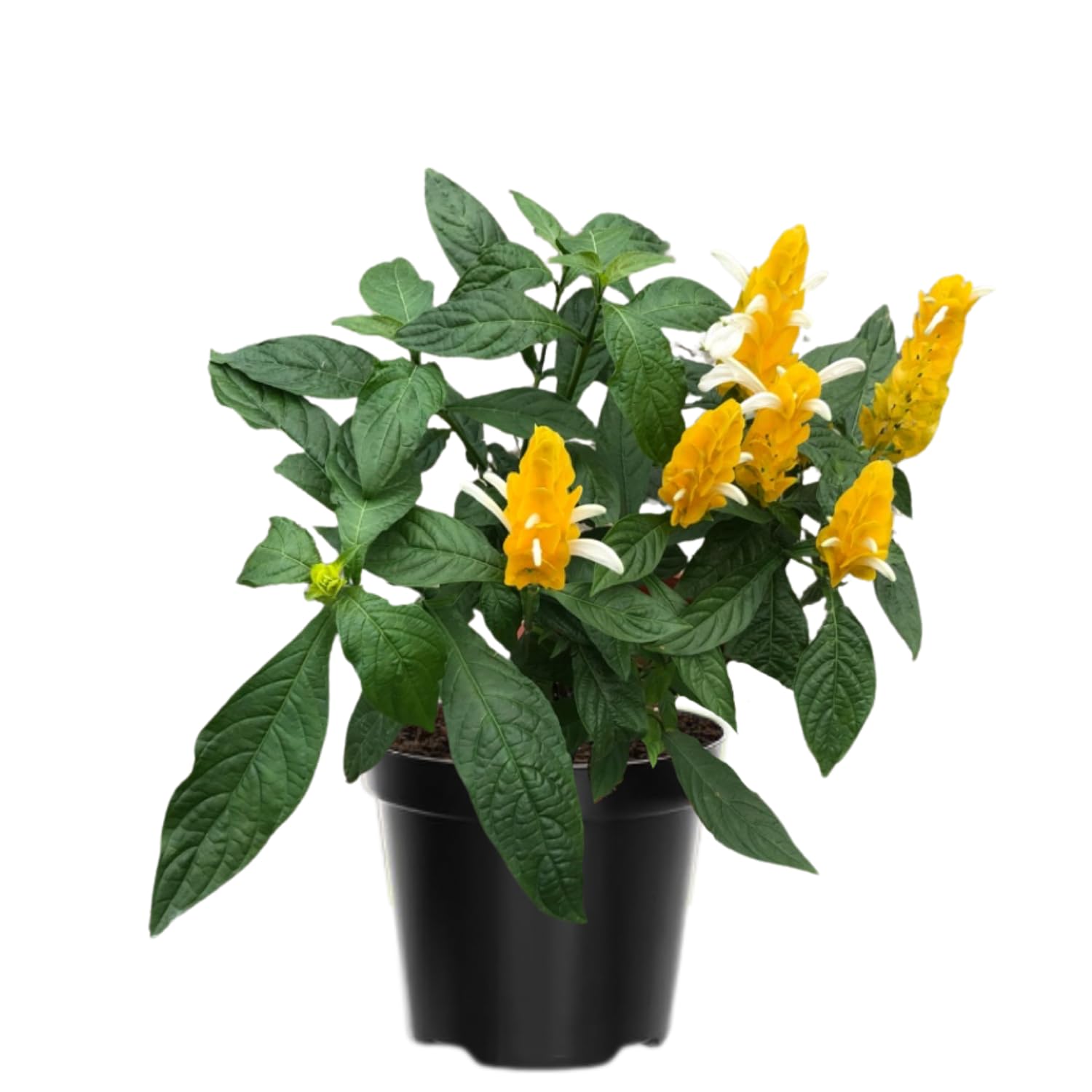 2 Golden Shrimp Plants Live, No Pot, Live Shrimp Plants, 3 to 5 Inc Tall, Shrimp Plant Pot, Shrimp Live Plants for Garden Planting