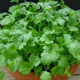 Pack 500 Cilantro Seeds for Planting Outdoor, Cilantro Herb Seeds for Outdoor Gardens, Fast Growing Herb