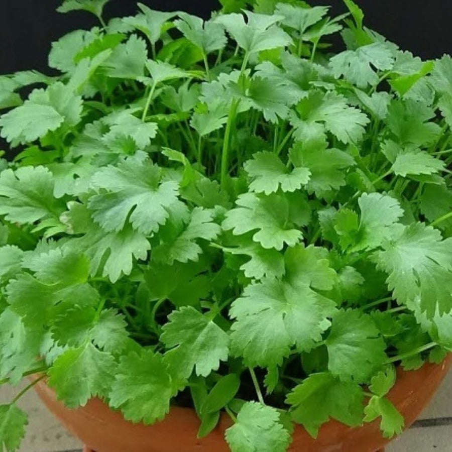 Pack 500 Cilantro Seeds for Planting Outdoor, Cilantro Herb Seeds for Outdoor Gardens, Fast Growing Herb