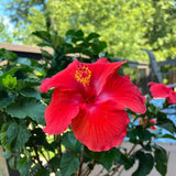 Set of 7 Hibiscus Cuttings for Planting, Tropical Flowering Plants, Ready to Grow, Suitable for Outdoor Garden or Containers (Red Hibiscus)
