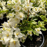 2 Trailing Bougainvillea Plants Live, Hardy Flowering Bougainvillea Plants for Hanging Basket, Container Growing, 4-8 Inches Tall (Coconut Ice)
