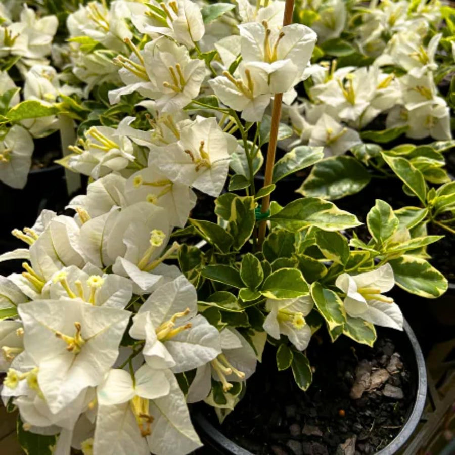 2 Trailing Bougainvillea Plants Live, Hardy Flowering Bougainvillea Plants for Hanging Basket, Container Growing, 4-8 Inches Tall (Coconut Ice)