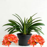 Orange Clivia Plant Live, Clivia Flowering Houseplant in 6 Inch Pot, Perennial Flowering Plant for Containers, Patios, and Indoors