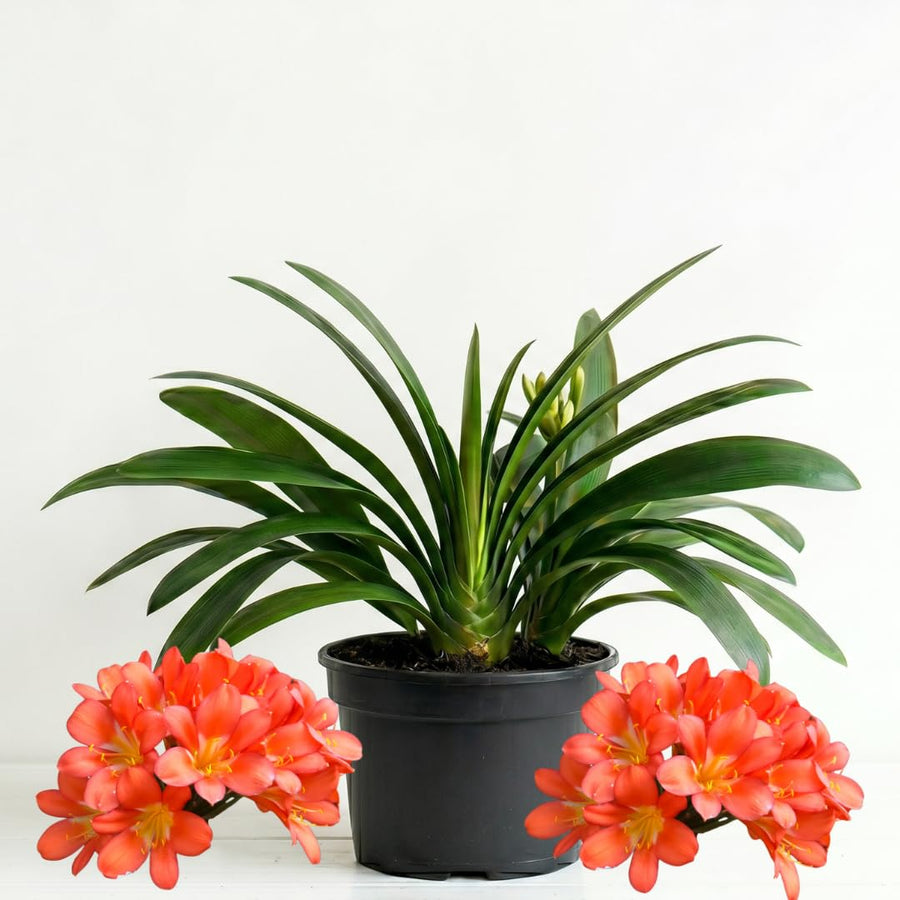 Orange Clivia Plant Live, Clivia Flowering Houseplant in 6 Inch Pot, Perennial Flowering Plant for Containers, Patios, and Indoors