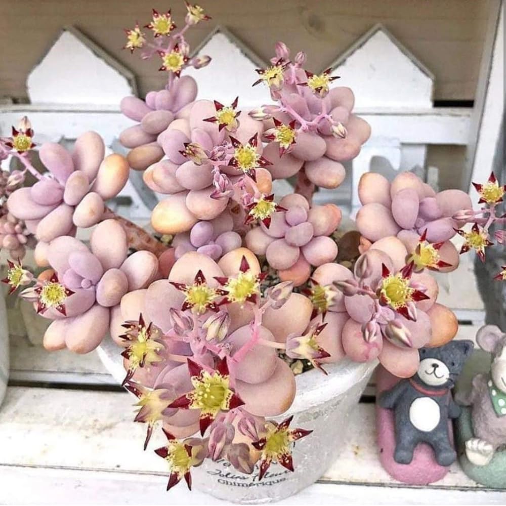 Succulent Plant Live, Live Indoor Outdoor Succulent Plant, 2 Inch Pot, Low-Maintenance Decorative Houseplant (Pink Succulent)