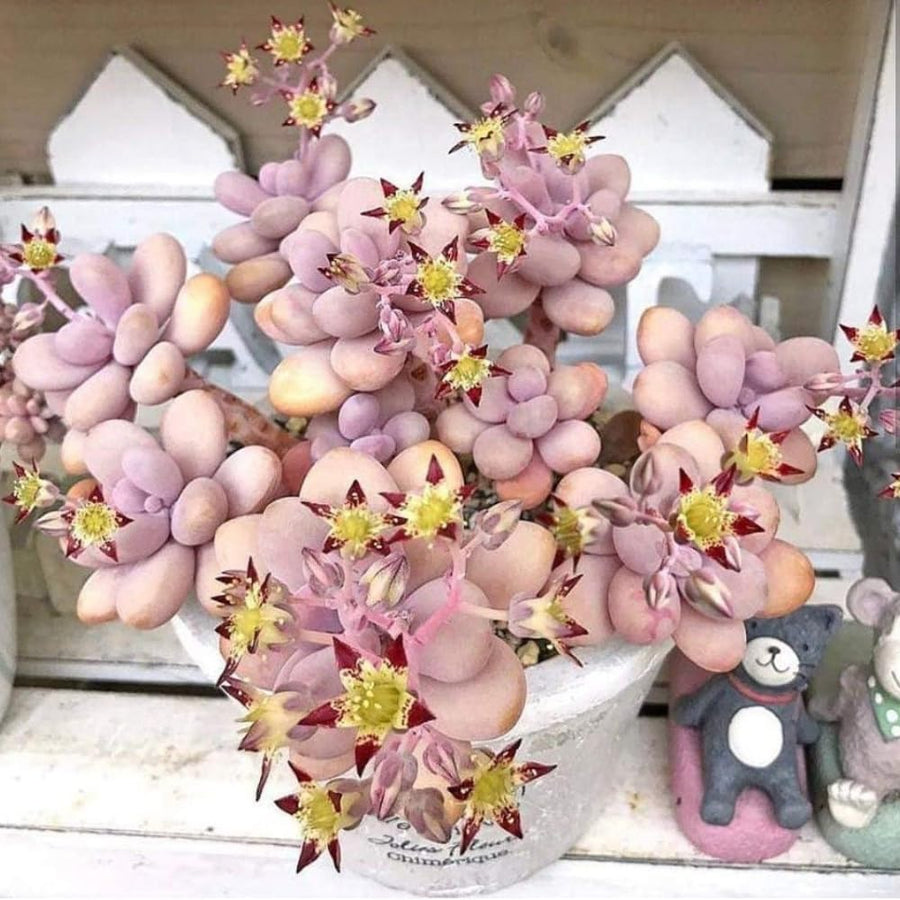 Succulent Plant Live, Live Indoor Outdoor Succulent Plant, 2 Inch Pot, Low-Maintenance Decorative Houseplant (Pink Succulent)