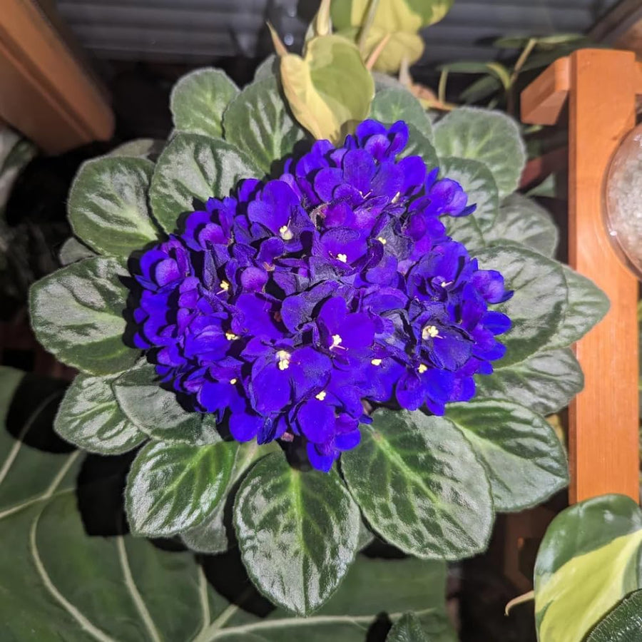 African Violets Live Plants, African Violet Plant Live in 4 Inches Pot, Violets Flowers Houseplant, 4-7 Inches Tall for Home Office Decor (Blue)